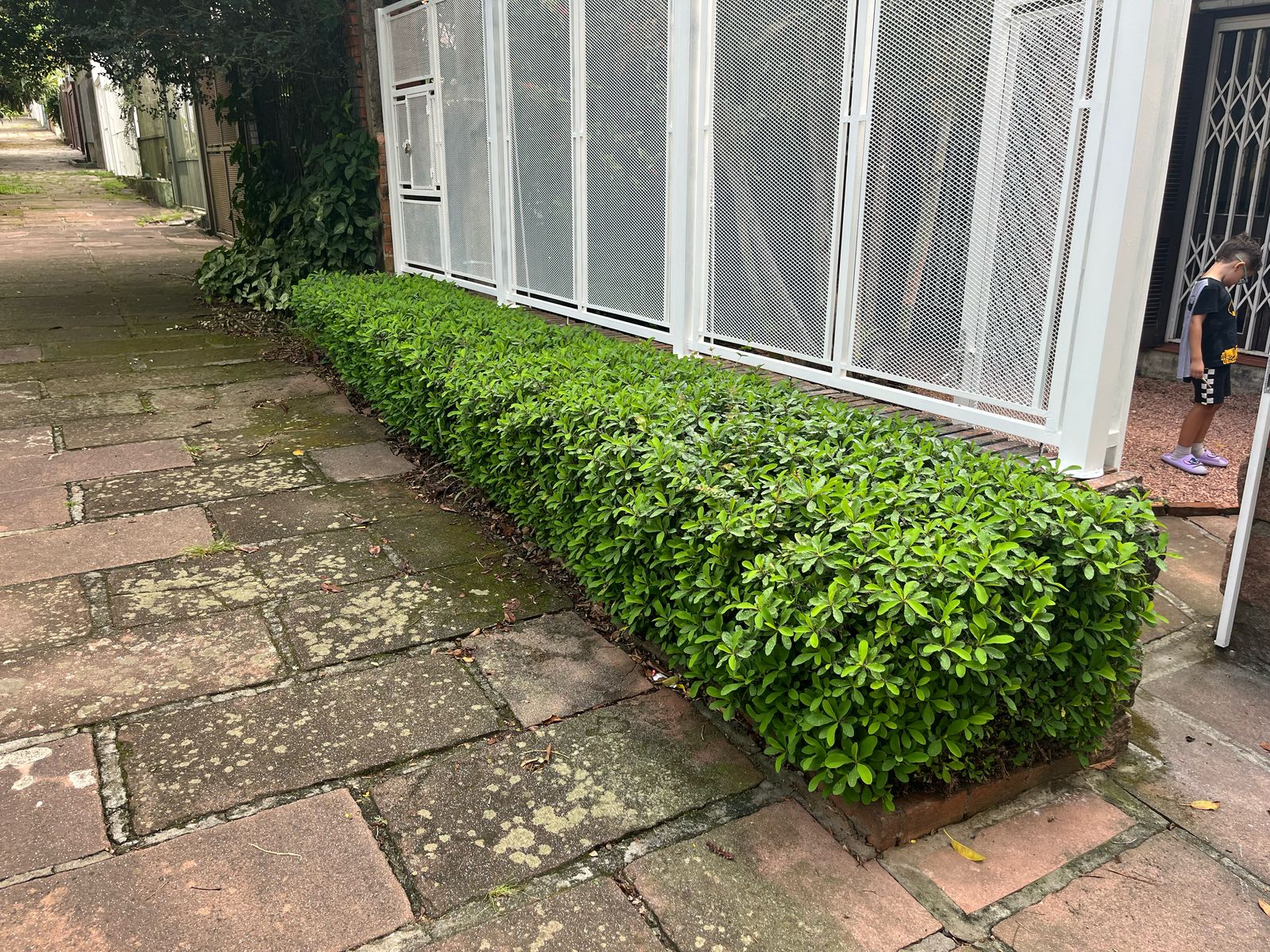 Jardinagem profissional em Porto Alegre - Verdear Serviços
